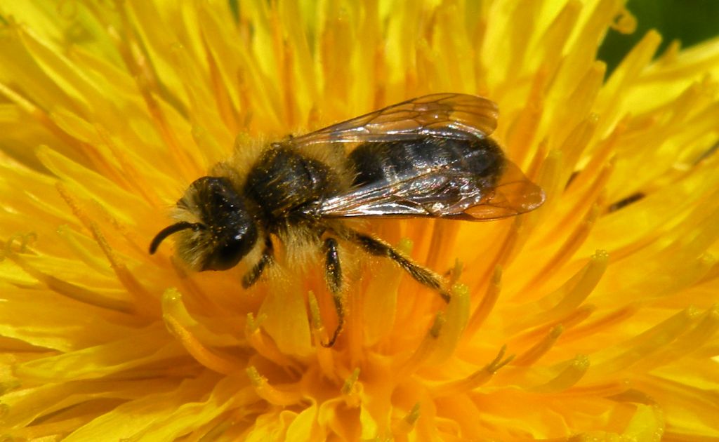 Andrena o Melitturga? Andrena sp, maschio